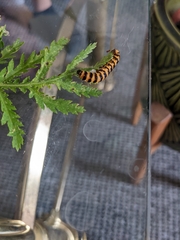 Tyria jacobaeae