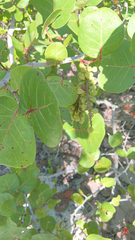 Coccoloba uvifera