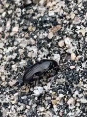 Anisodactylus rusticus