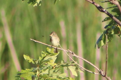 Empidonax traillii