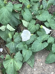 Calystegia silvatica