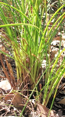 Xanthorrhoea gracilis