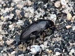 Anisodactylus rusticus