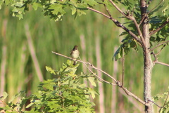 Empidonax traillii