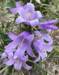 Campanula trachelium