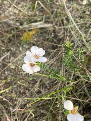 Adenandra uniflora