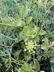 Crithmum maritimum
