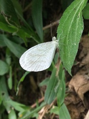 Leptosia hybrida somereni