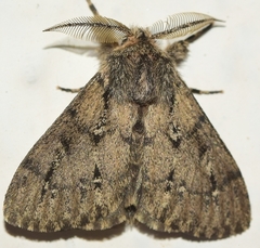 Ocneria atlantica