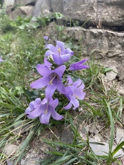 Campanula trachelium
