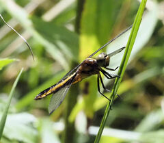 Libellula luctuosa