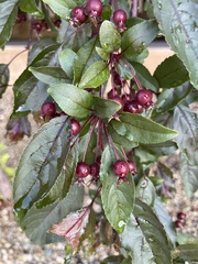 Prunus cerasus