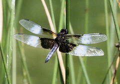 Libellula luctuosa