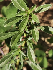 Amaranthus blitoides