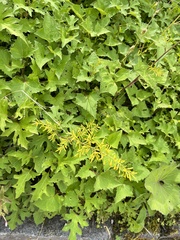 Ligularia
