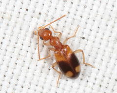 Stricticomus tobias