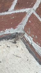 Anticarsia gemmatalis