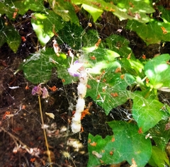 Cyrtophora citricola