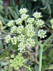 Crithmum maritimum