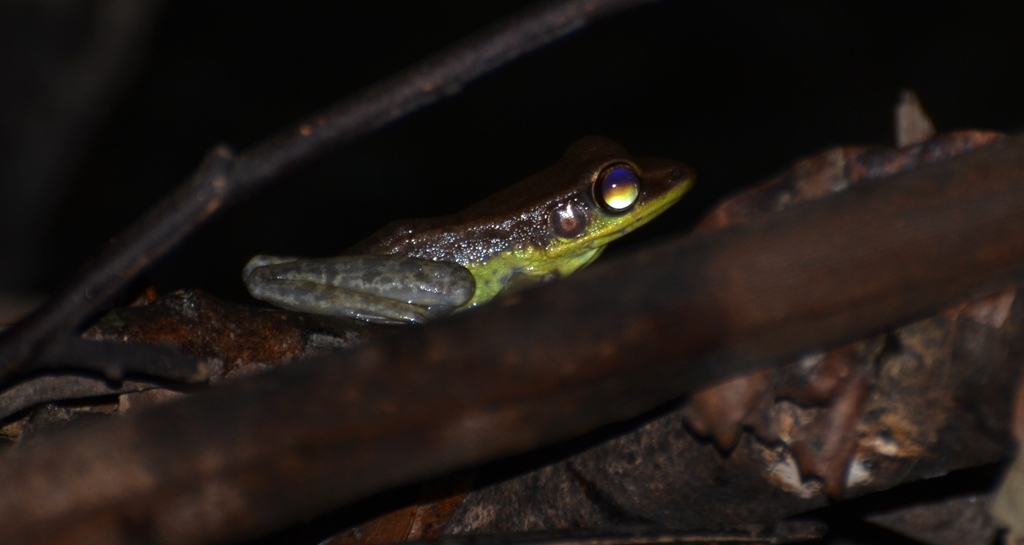 Hylarana lepus