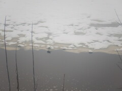 Chroicocephalus ridibundus