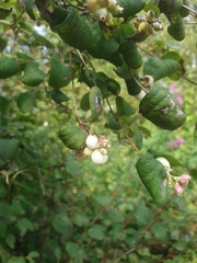 Symphoricarpos albus