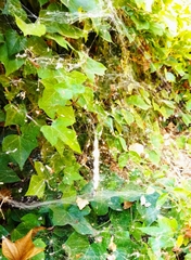 Cyrtophora citricola