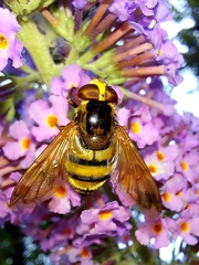 Volucella inanis