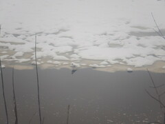 Chroicocephalus ridibundus