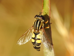 Helophilus trivittatus