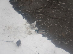 Chroicocephalus ridibundus