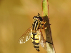 Helophilus trivittatus