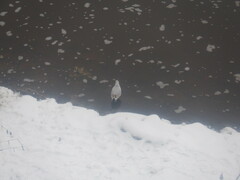 Chroicocephalus ridibundus