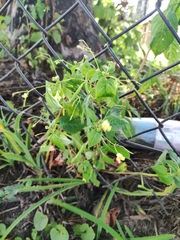 Impatiens parviflora