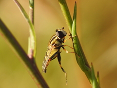 Helophilus trivittatus