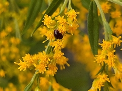 Olibrus