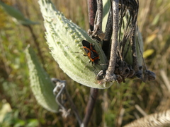 Lygaeus kalmii