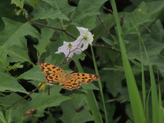 Polygonia c-aureum