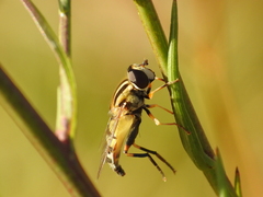 Helophilus trivittatus