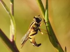 Helophilus trivittatus