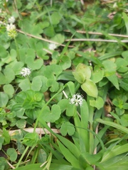 Hydrocotyle leucocephala