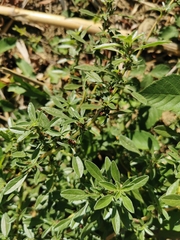 Amaranthus blitoides