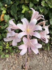Lycoris squamigera