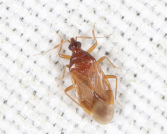 Amphiareus obscuriceps