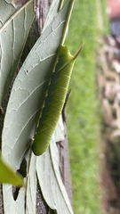 Ceratomia undulosa