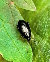Psylliodes chrysocephala