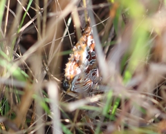 Charaxes brutus