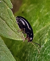 Psylliodes chrysocephala