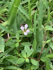 Richardia grandiflora