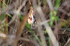 Charaxes brutus